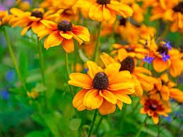 Maybe you would like to learn more about one of these? A Complete Guide To Growing Rudbeckias Lovethegarden