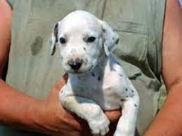 All our dogs are raised at h. Dalmatian Puppies In Texas