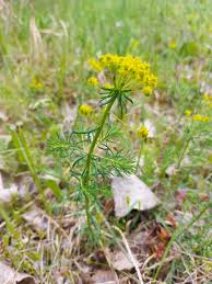 Image result for Euphorbia epicyparissias