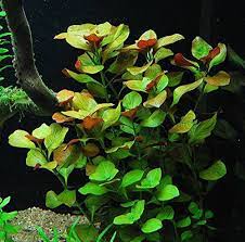 Cool Top 10 Best Live Aquarium Plants Top Reviews Aquatic Plants Planted Aquarium Freshwater Aquarium Plants