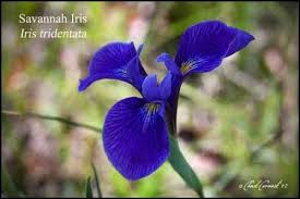 North carolina provides a wide range of wildlife habitats, including the blue ridge mountains in the western part of the state, the coastal plains and the eastern atlantic coastline. Plant Galleries North Carolina Native Plant Society Native Plants Native Plant Landscape Plants
