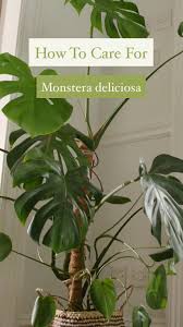 Houseplant Care Monstera Deliciosa Video In 2020 House Plant Care Plants Pothos Plant