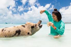 Maybe you would like to learn more about one of these? Swimming Pigs 5 Islands Adventure Boat Tour