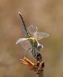 Black Book Winds Of Change Bug Todo Sobre Las Libelulas 76 Fotos Hq Dragonfly Painting Damselfly Gossamer Wings