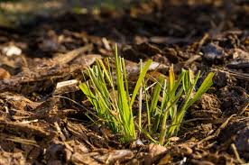 Wie sie sich das natürliche material in vielfältiger. Rindenmulch Im Garten Experte Warnt Vor Auswirkungen
