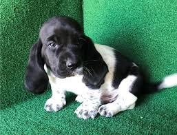 Basset hound very nice puppies females are available, beautiful face, great ears, strong bone, legs wrinkles and great confident personality. Basset Hound Puppies For Sale Seeking A Good Home For My Puppies For Sale In Los Angeles California Classified Americanlisted Com