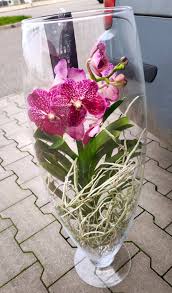 Image result for puklice na orchideích obrázek