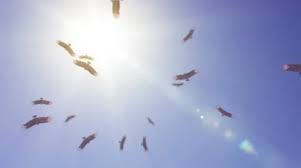 Turkey vultures are disposing of dead things that could otherwise become a breeding ground for disease. but, the vultures aren't without standards, preferring relatively fresh meat. Vultures Circling Stock Footage Royalty Free Stock Videos Pond5