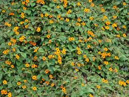 Image result for Thunbergia alata