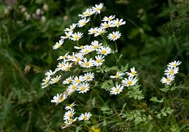 Image result for Tanacetum parthenium