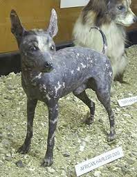 But, it is important to remember that dog allergies are very individual. Hairless Dog Wikipedia