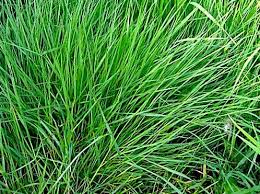 Image result for Eragrostis pallens