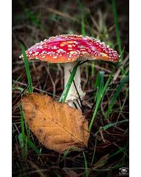 Maybe you would like to learn more about one of these? The Wonderful Fungi Kingdom Found In Chile In Autumn Chile Travel
