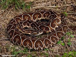 5069345891 E69687a3a8 B Jpg 1024 768 Venomous Animals Snake Reptiles And Amphibians