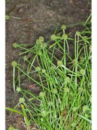 Image result for Kyllinga