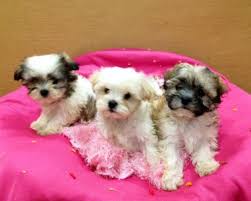 My advice is to find a malshi breeder with a. Precious Mal Shih Maltese Shih Tzu Puppies For Sale In Amissville Virginia Classified Americanlisted Com