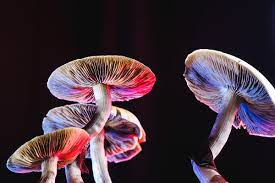 Move the tray to a dark room, and spray with water 2 times per day. How To Prepare For The Best Shroom Trip Possible
