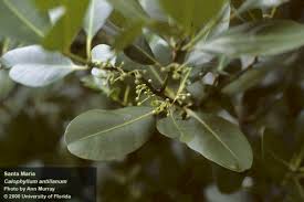 Image result for Calophyllum