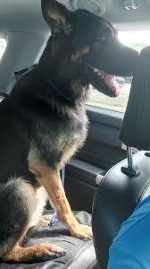 Lost and Found Pets in WV