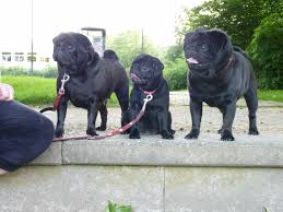 Ich würde gern wissen, wann sie das problem beheben. Mops Welpen In Dortmund Tiere Kleinanzeigen