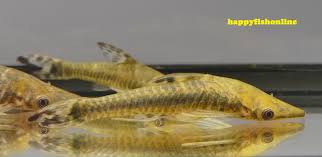 745500 (for references in articles please use ncbi:txid745500). Aquabid Com Archived Auction Fwcatfishp1537247418 3 Giant Rare Oto Pleco Nannoptopoma Sp Robocop Ended Tue Sep 18 00 10 18 2018