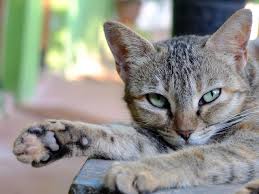 And then you also need to teach the cat how to respond to its. Irish Names For Cats With Meanings