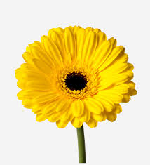 Image result for Gerbera