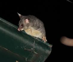 .wild animals is a great poem which is well explained by edumantra paying special attention on how to tell wild animals introduction, message from how to it does no good to roar with pain when you are in front of the spotted leopard. Brushtail Possums Environment Department Of Environment And Science Queensland