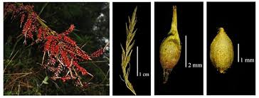 Image result for Ascolepis densa