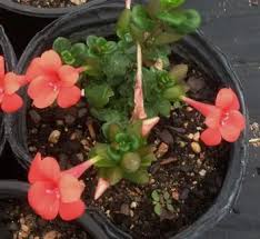 Image result for Barleria rigida