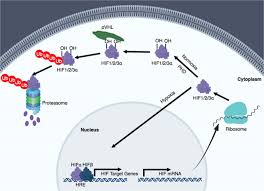 While the primary goal is to create and preserve affordable housing, the secondary benefits of hif projects include prioritizing community infill and the creation of multiuse buildings where a business(es) rents space that help cover financing costs. Hypoxia Signaling In Human Diseases And Therapeutic Targets Experimental Molecular Medicine