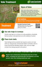 A vole pest problem is most likely to arise in yards where voles have abundant amounts of how do i get rid of vole runways? How To Get Rid Of Voles Vole Control Treatment Removal
