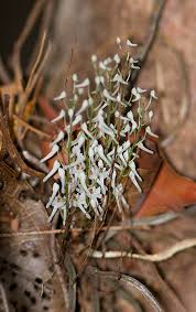 Image result for Microcoelia megalorrhiza