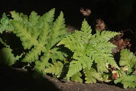Image result for Doryopteris concolor