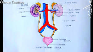 Jun 09, 2021 · the best way to kick off your revision is with a urinary system diagram which clearly shows all of the structures found within. How To Draw Human Urinary System Step By Step Human Urinary System Diagram Youtube