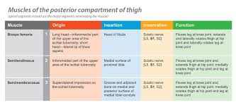 Muscles Of Posterior Compartment Of Thigh Note Semitendinosus Muscle Is Fleshy In Middle And Thin Proximally Dista Lower Limb Muscles Muscle Lower Limb