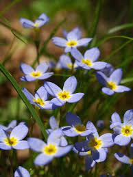 Quaker Ladies Or Azure Bluets Are A Lovely Perennial Species Of Flower To Add To Your Landscaping P Flower Landscape Flower Garden Design Landscape Projects
