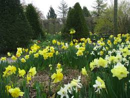 Das Thema In Unserem Heissen Garten Sind Die Farben Gelb Orange Rot Jetzt Anfang April Dominieren Gelbe Narzissen Das Bild Stauden Taglilien Einjahrige Blumen