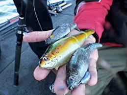 Damaging Exotic Mussels In Area Lake Are Impossible To Eradicate | Laist