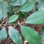 Image result for Trilepisium madagascariense