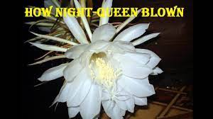 How Night Queen Blown Youtube