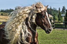 Maybe you would like to learn more about one of these? Six Of The Most Rare And Beautiful Horse Breeds