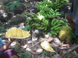 De afstand wordt berekend tussen essen en het geografische middelpunt van mayotte. Banane Verte Et Jacque De Mayotte Fruit Banana Food