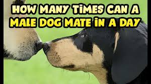It is important to put together a dog breeding business plan. How Many Times Can A Male Dog Mate In A Day 2021 Mating Everyday