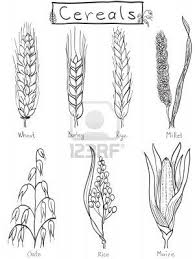 Cereals Hand Drawn Illustration Wheat Barley Rye Millet Wheat Drawing Wheat Tattoo How To Draw Hands