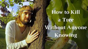 There are so many choices on. How To Kill A Tree Stump The Best Way Youtube