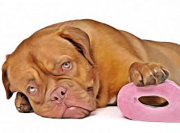 Chien Constipe Remedes Naturels Pour Ramollir Les Selles En Cas De Constipation Canine Remedes Naturels Pour Animaux