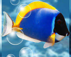 Fond Gratuit Anime Aquarium Apk Telecharger App Gratuit Pour Android Des fonds d'écrans animés, résolution d'écran 1920x1080, à télécharger gratuitement. fond gratuit anime aquarium apk