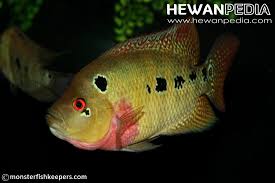 Anggapan sebagai ikan hoki merupakan keyakinan yang tumbuh dan berkembang di kalangan masyarakat tertentu. Panduan Lengkap Pemijahan Dan Pemeliharaan Anakan Ikan Louhan Hewanpedia