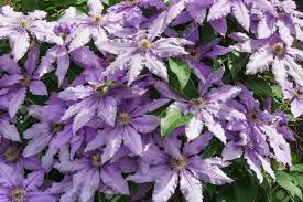 David wilson for garden splendor talks about one of his favorite flowering vines clematis 'general sikorski'. The Flowers Of Clematis Cultivars Of Polish General Sikorski Lat Clematis General Sikorski Stock Photo Picture And Royalty Free Image Image 67655366
